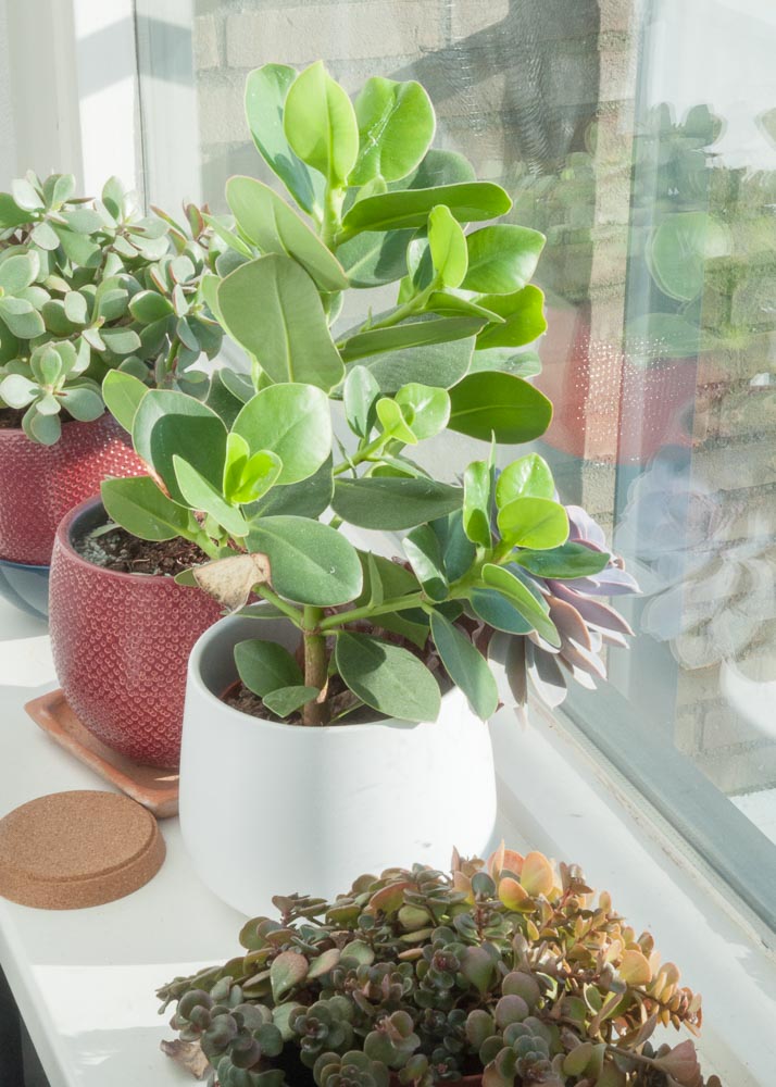 Picture description: a series of plants on a window sill.