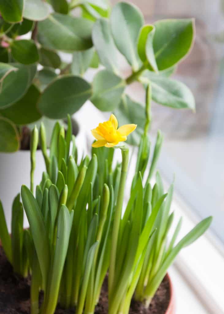 Staying Home: Flowers